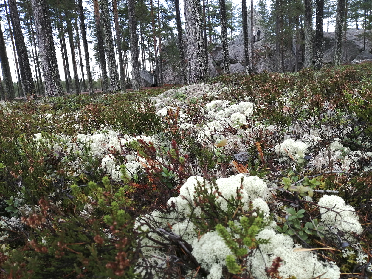 Jäkäläisen maaston horisontissa siintää isoja kivilohkareista mäntyjen siimeksessä.